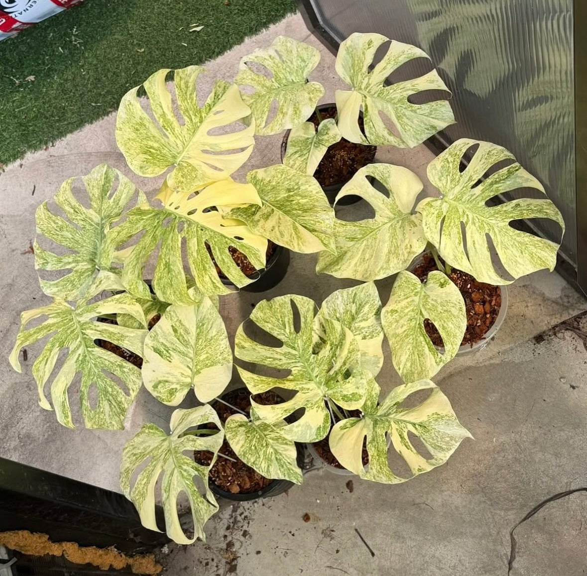 Monstera Legacy “4