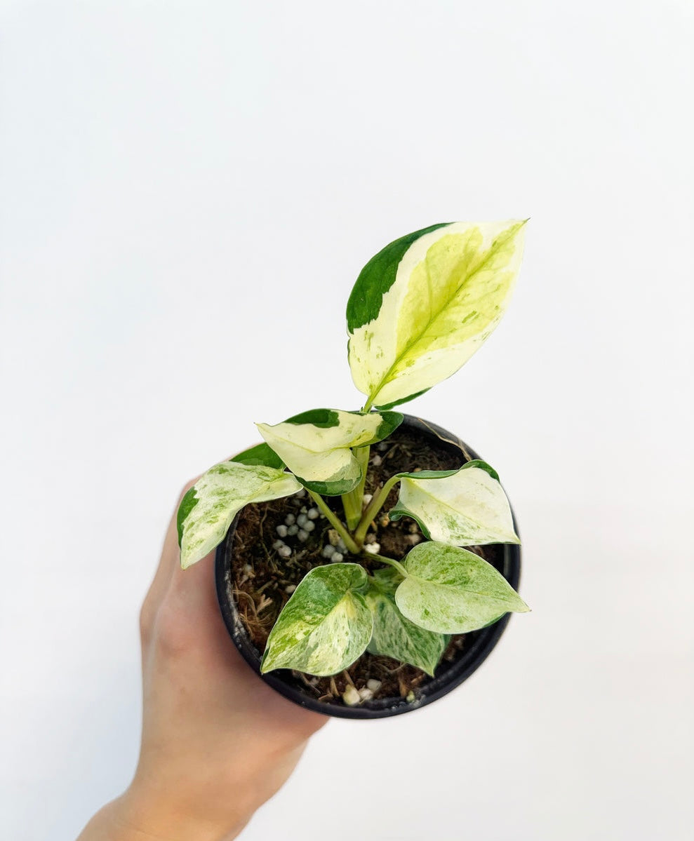 Epipremnum Aureum Japanese Global