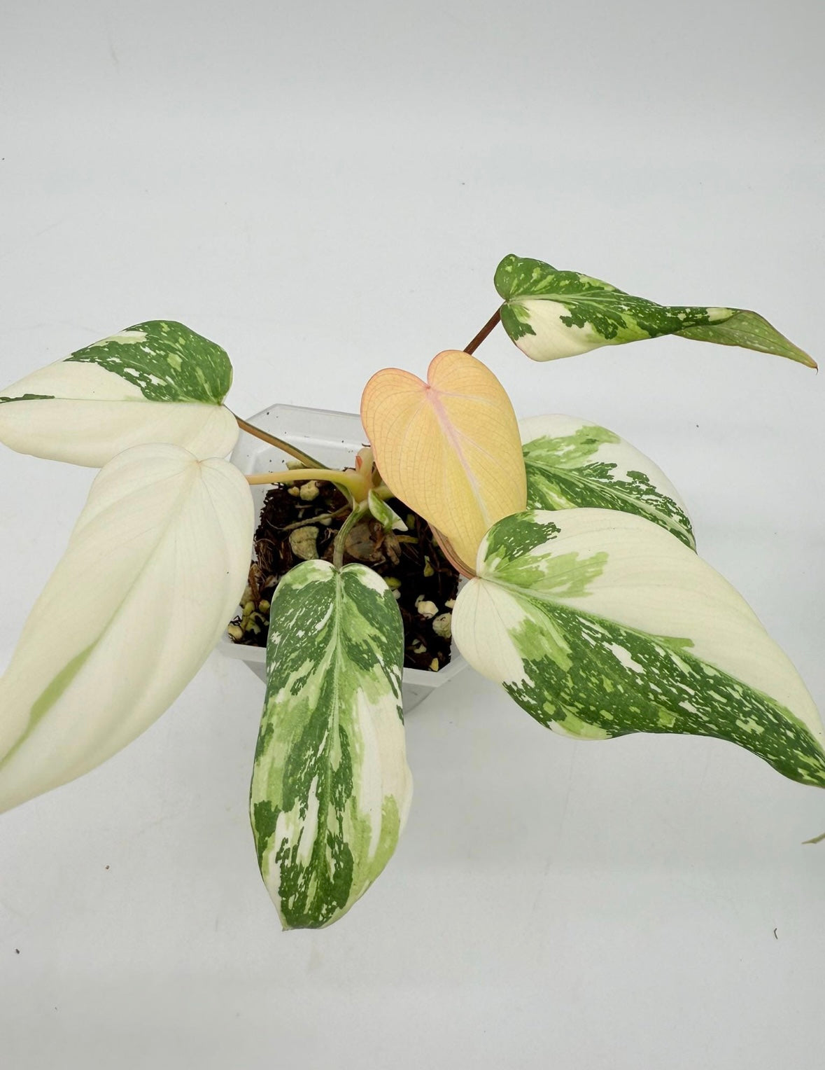 Philodendron Gloriosum Albo Galaxy “4 (planta exacta)