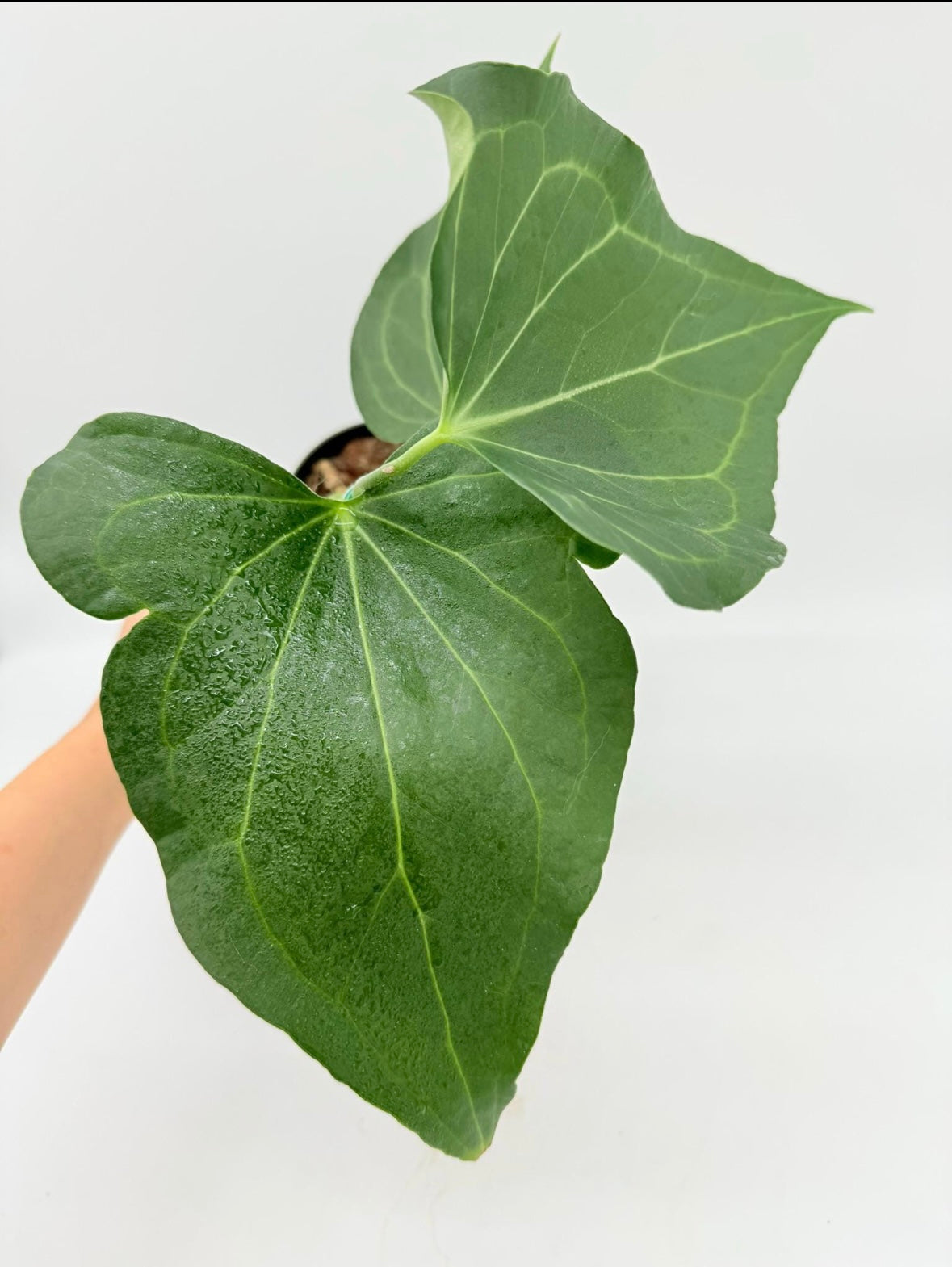 Anthurium Delta Force “5