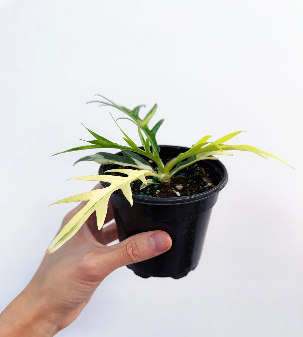 Philodendron Tortum Variegado “4