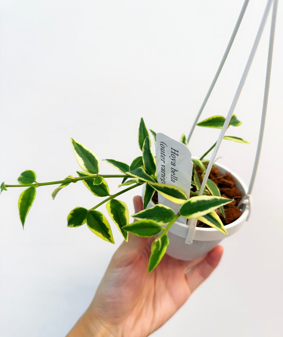 Hoya Bella (Variegado exterior)”4 colgante