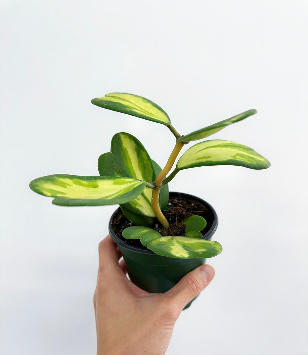 Hoya Kerry Variegado Interior "4