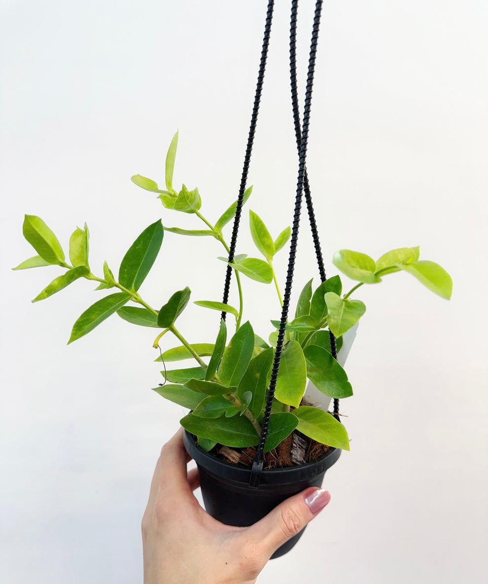 Hoya densiflora “4