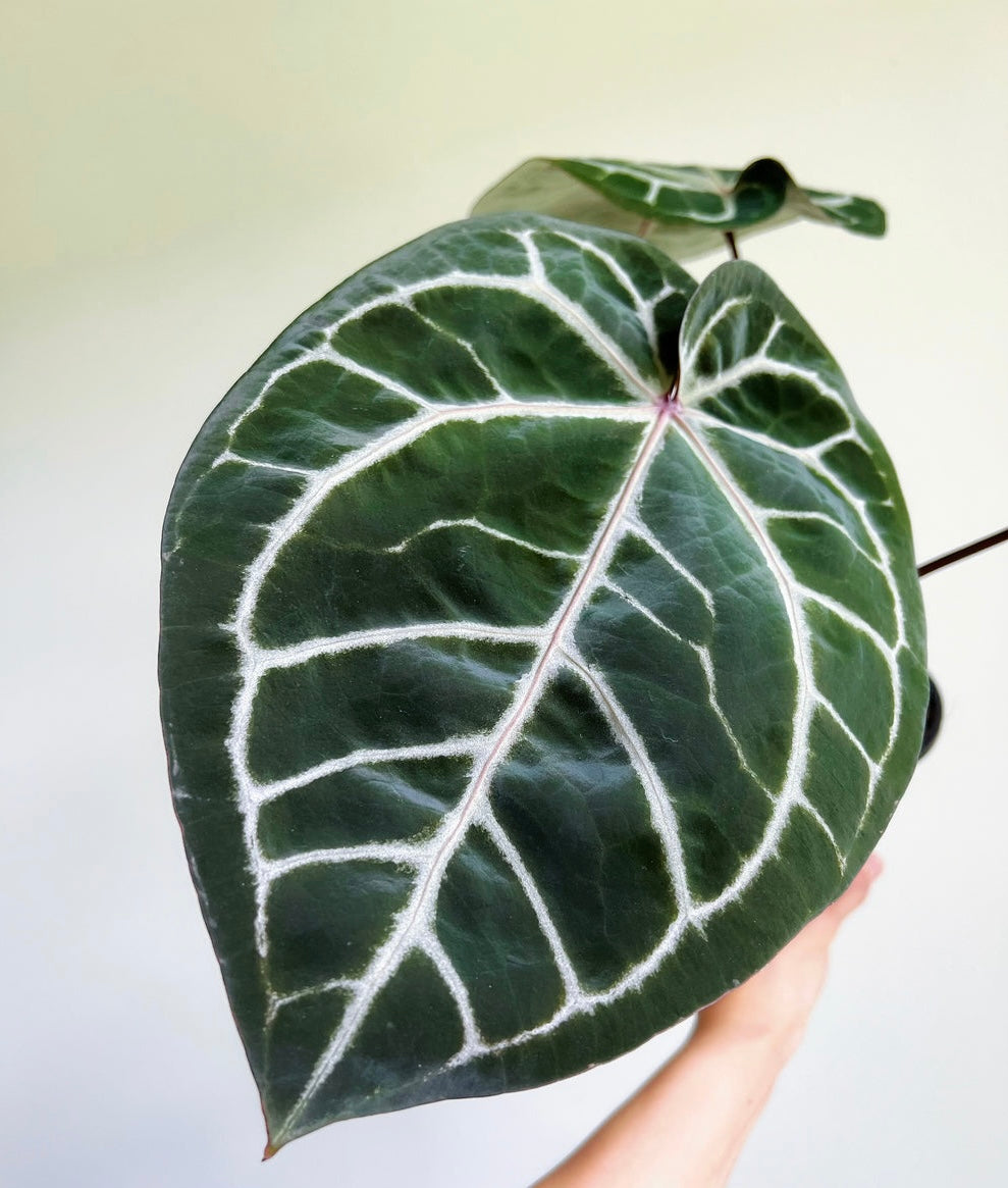 Anthurium Zara X Michelle by Doc block “5