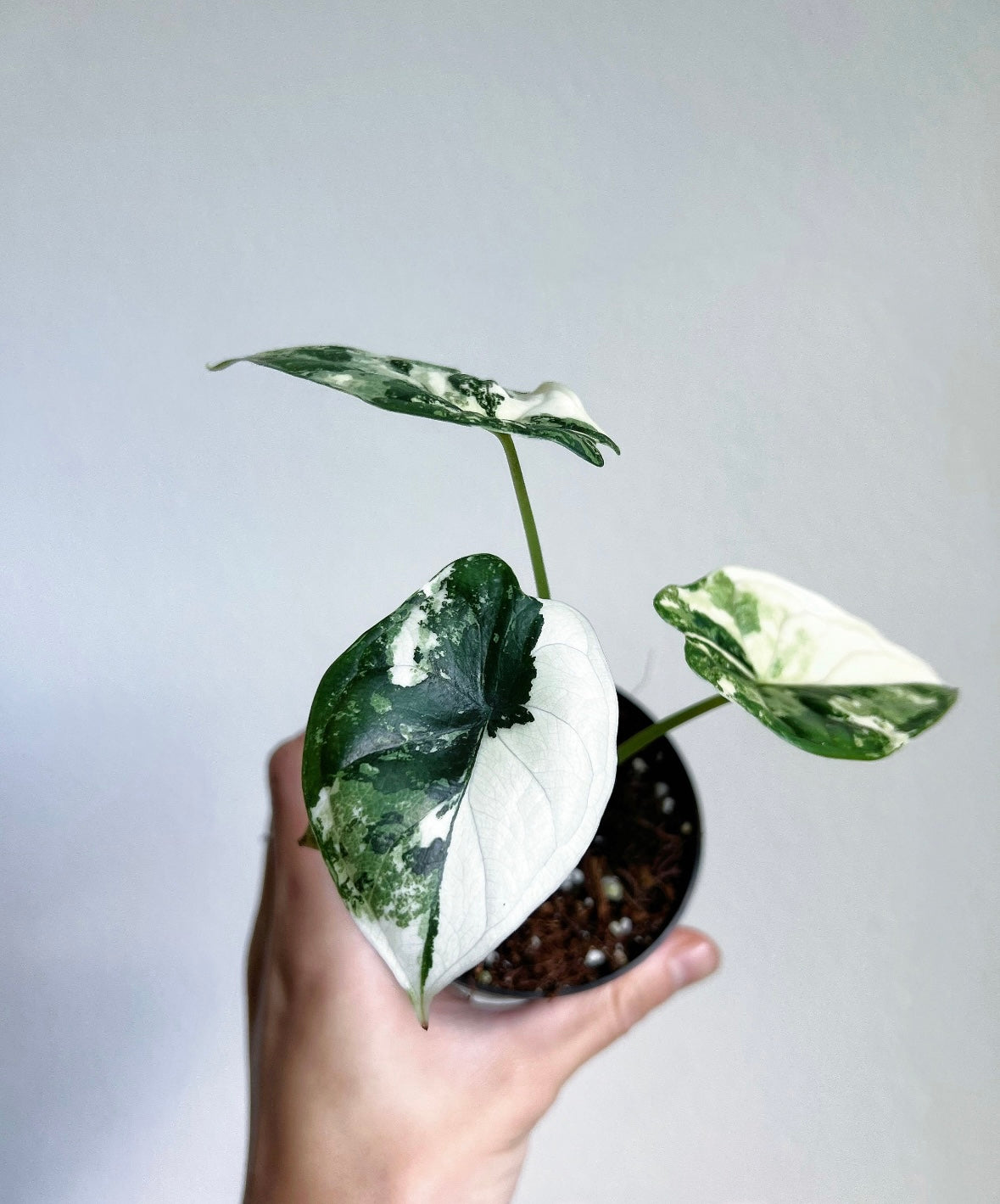 Alocasia Dragón Scale Albo “4