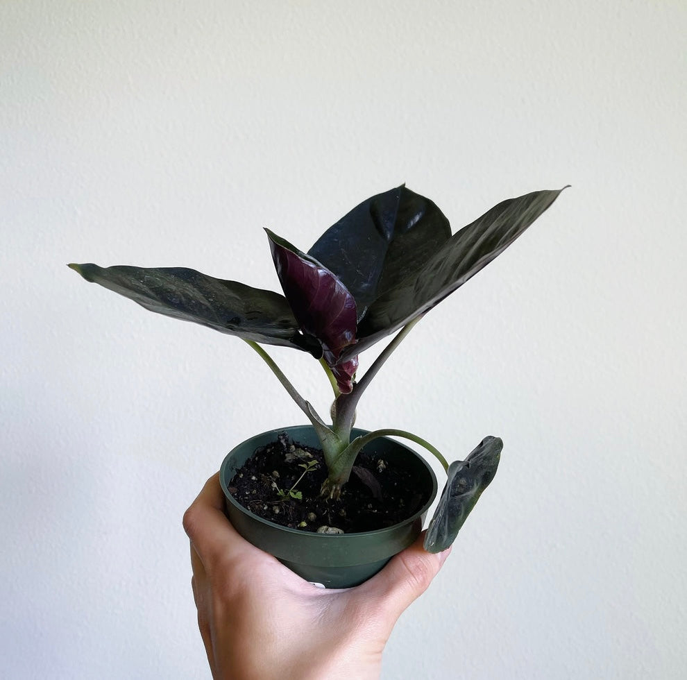 Alocasia Infernalis “4