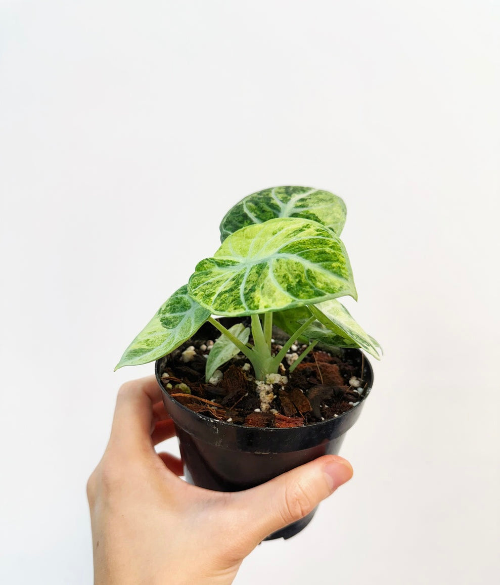 Alocasia Ninja Tricolor “4