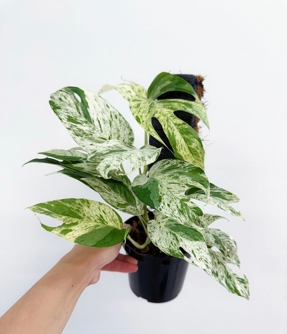 Epipremnum Pinnatum Marble "4