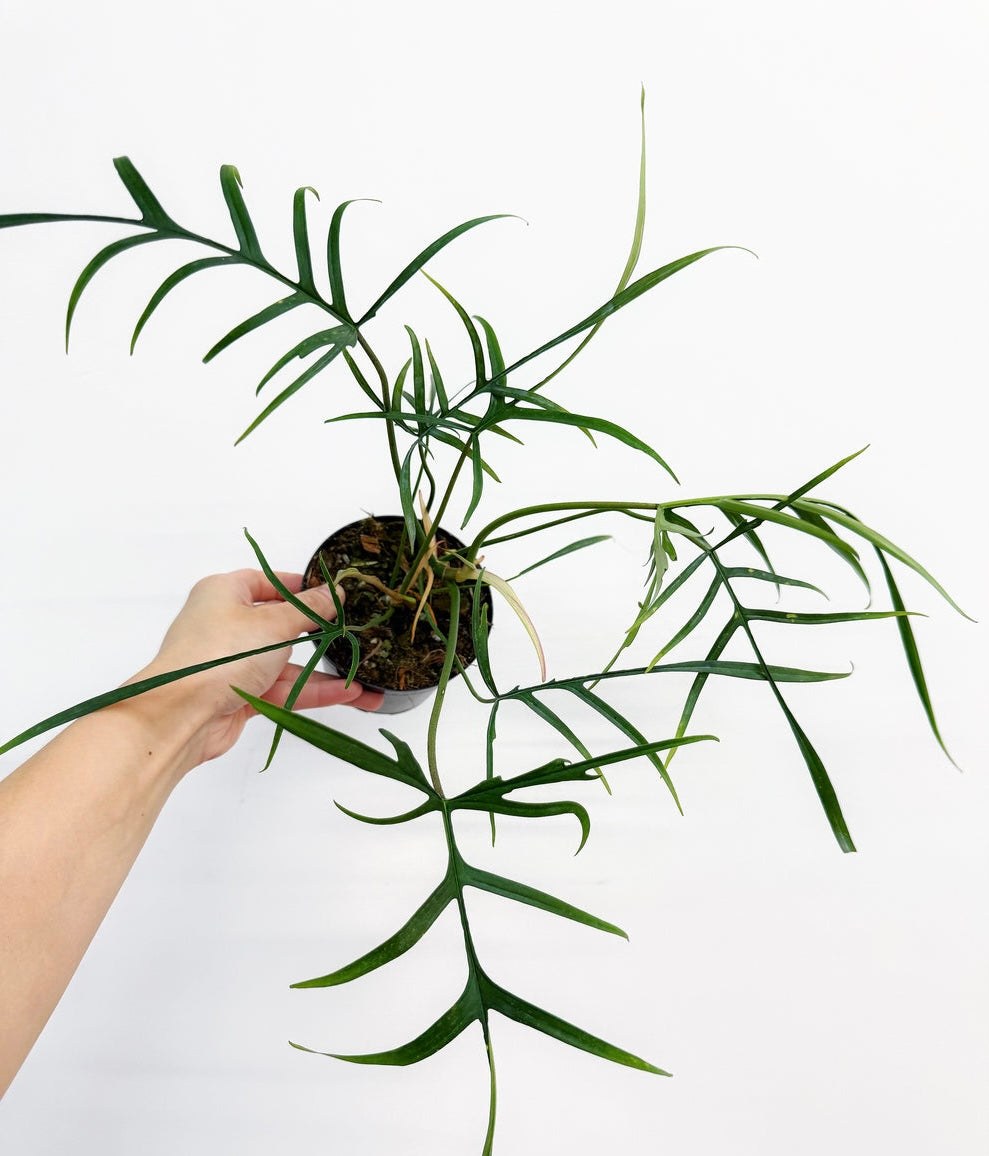 Philodendron Polypodioides 4 Tellevotuplanta philodendron-polypodioides-4-tellevotuplanta