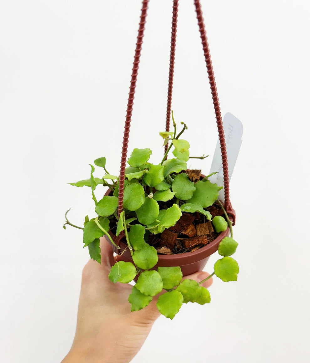 Hoya Endauensis “4