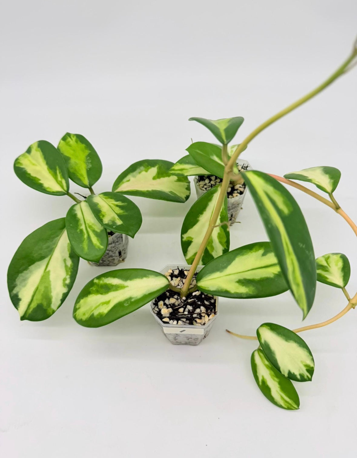 Hoya Diversifolia Maharaní “3