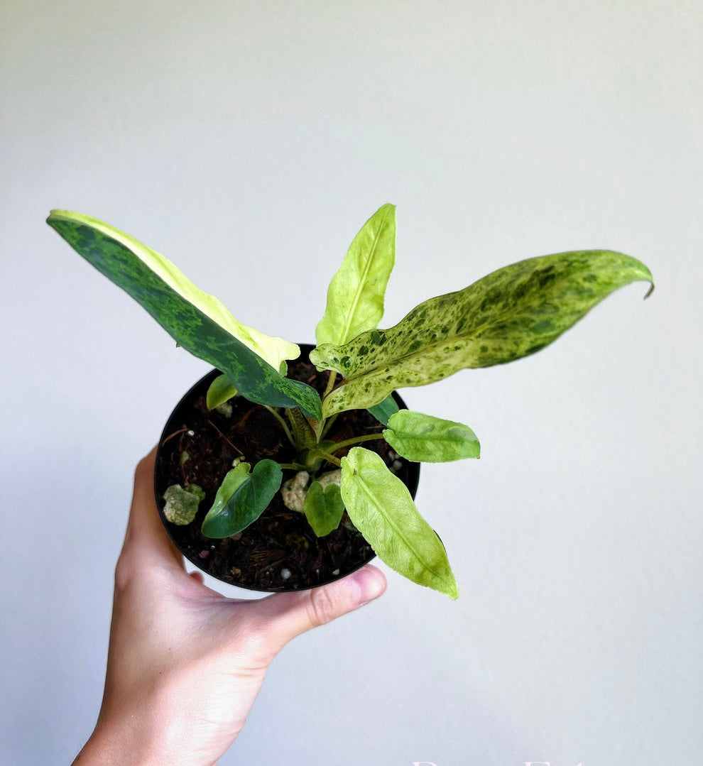 Lauterbachiana Variegada Aurea “4