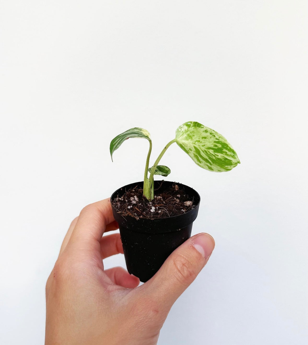 Monstera Bulbasaur “3