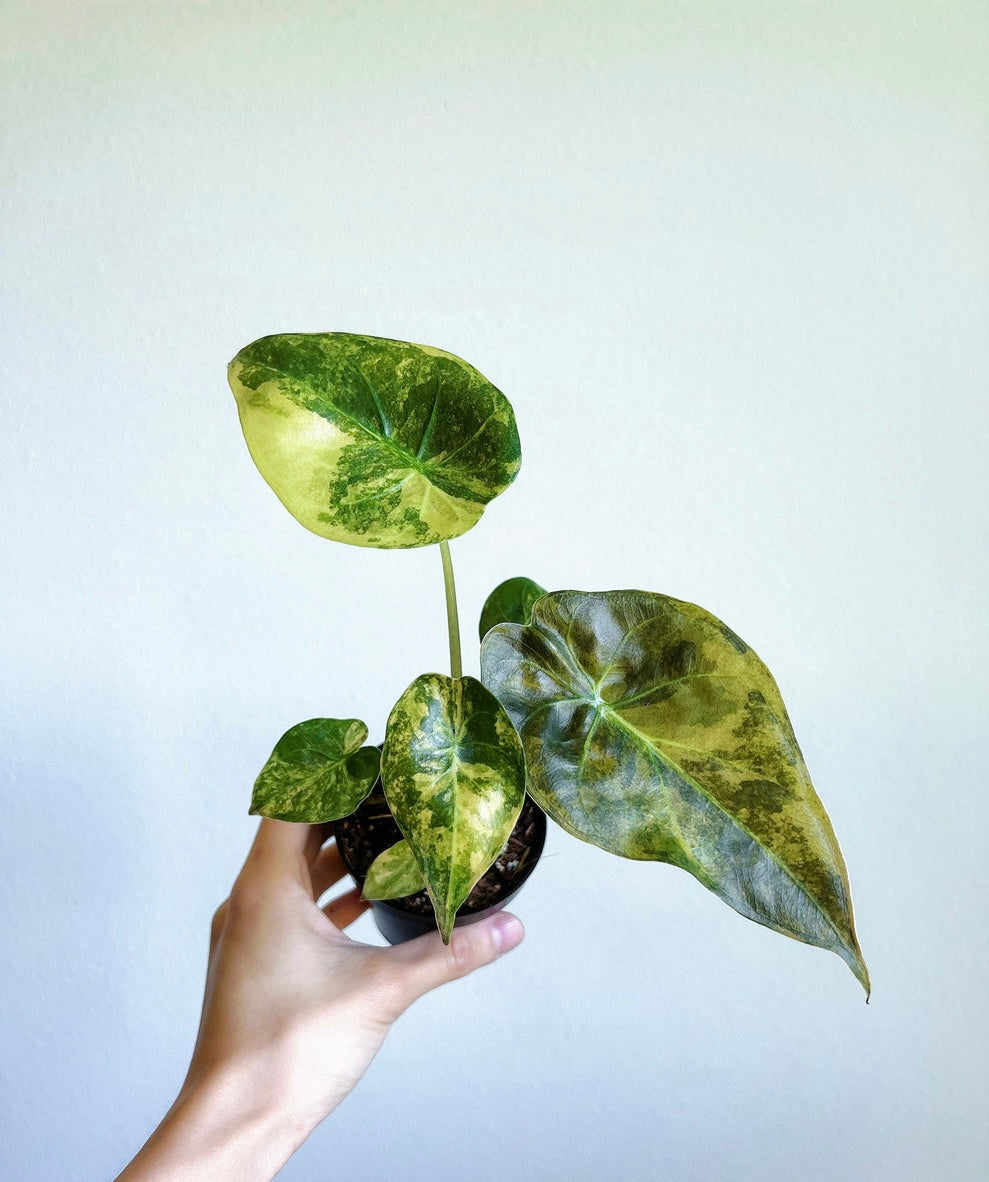 Alocasia Wentii Variegada “4
