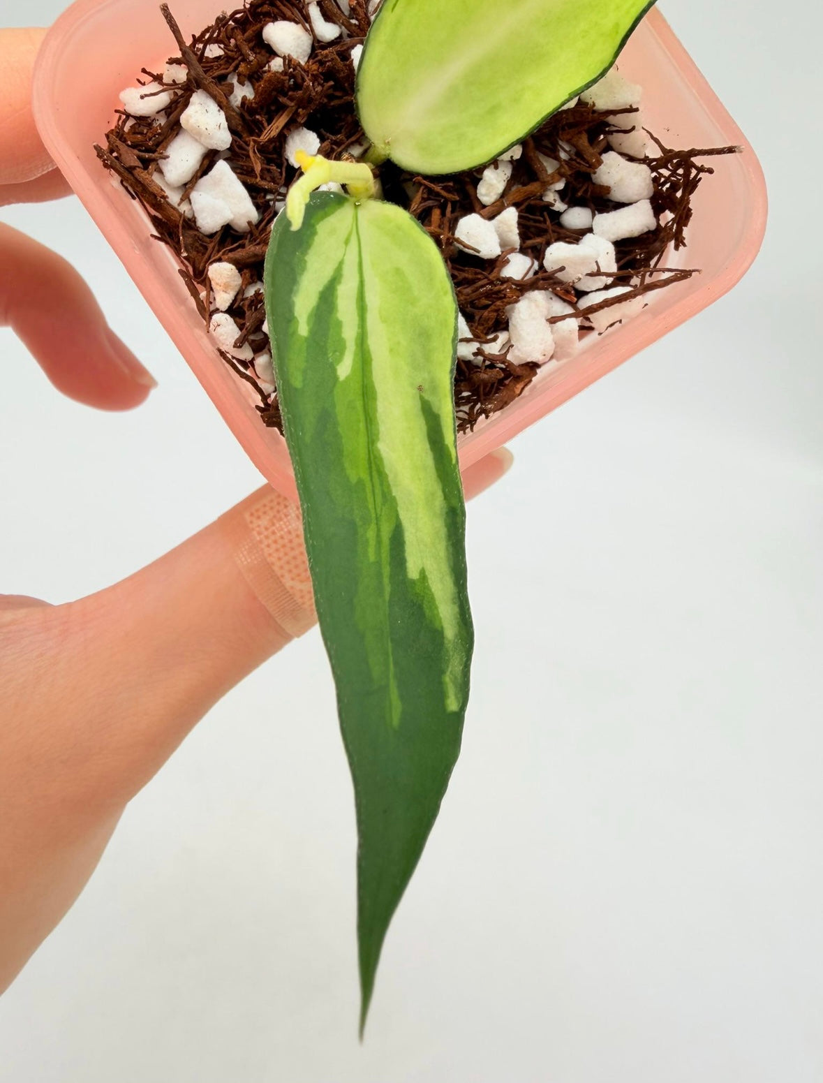 Hoya Burmanica Variegada