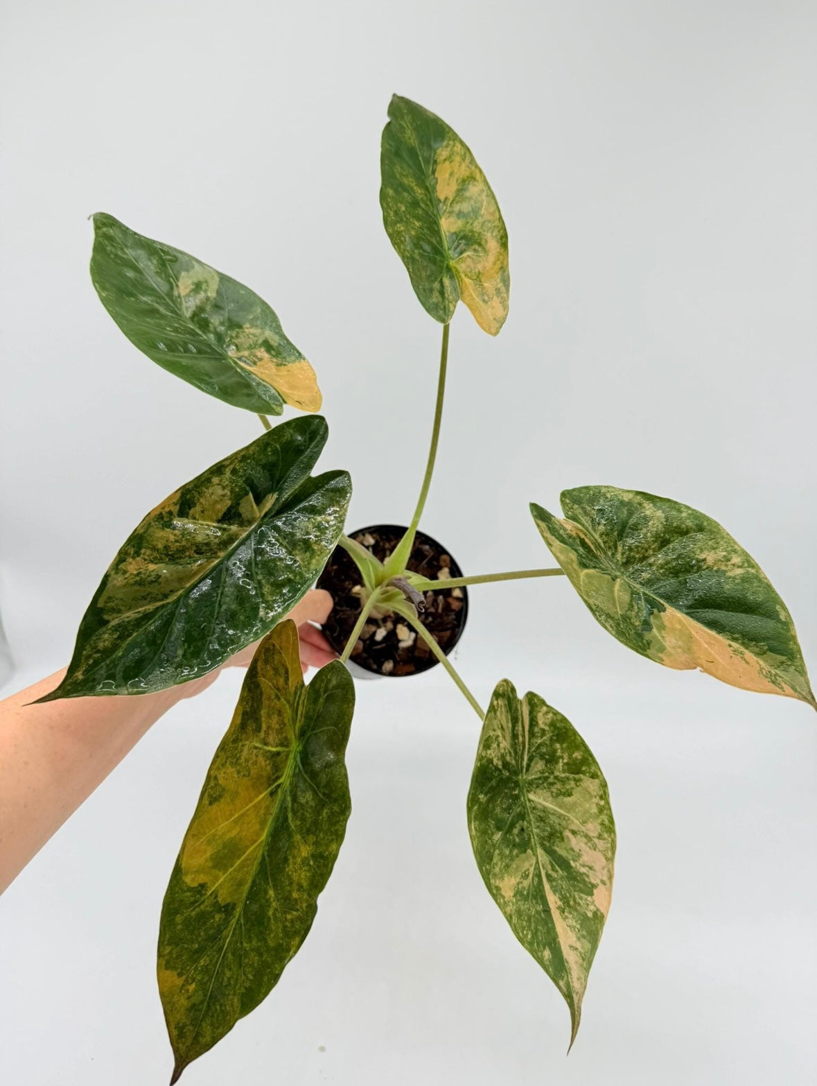 Alocasia Wentii Variegada “4