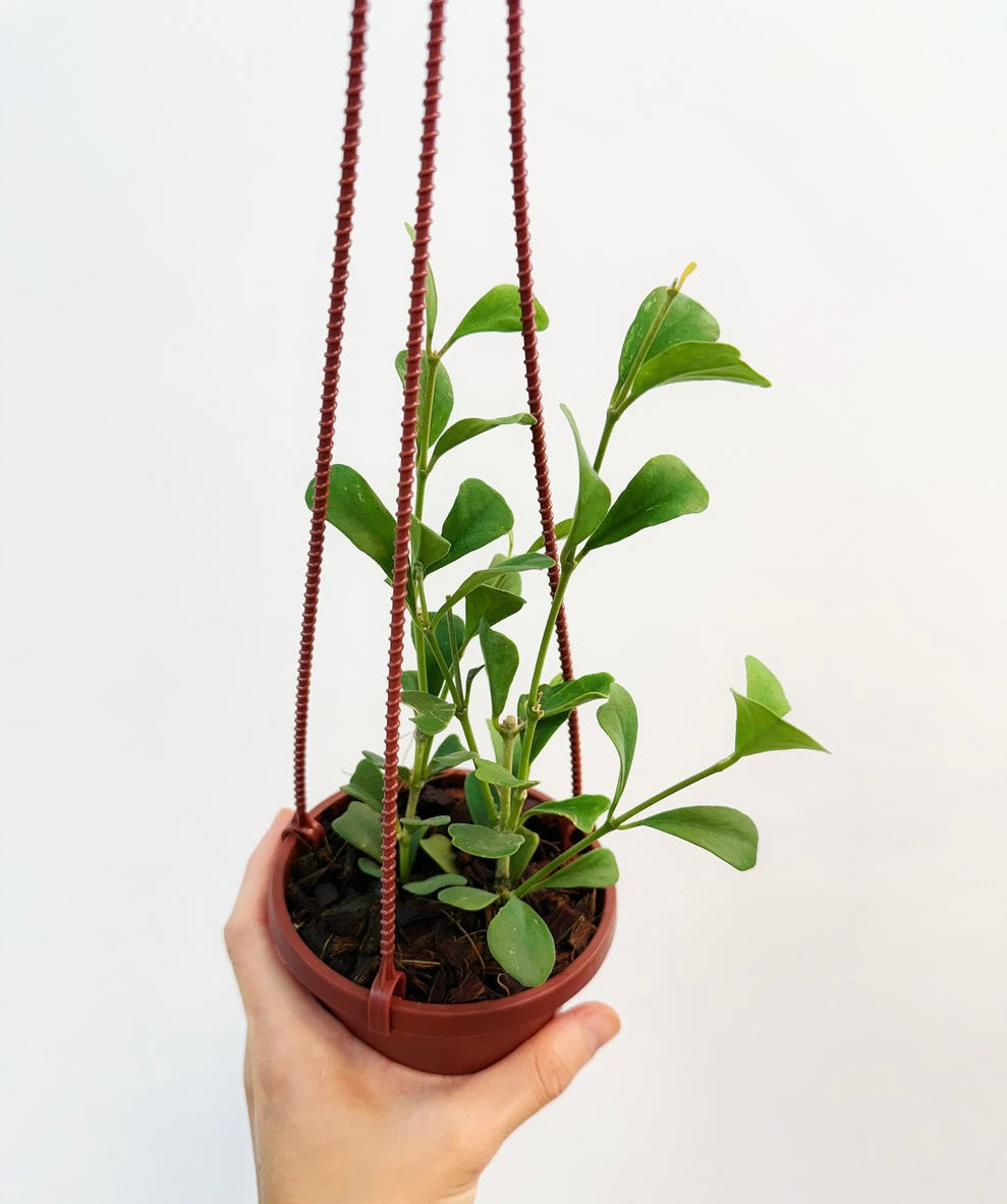 Hoya Manipurensis “4