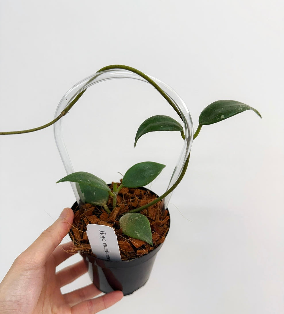 Hoya Rundumensis “4