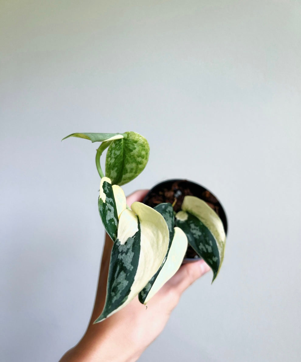 Scindapsus Mayari “4