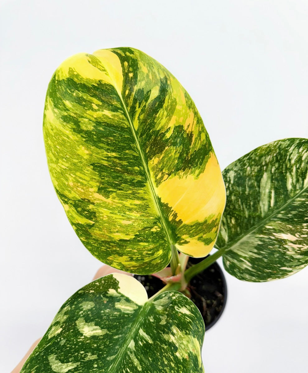 Philodendron Nuclear Congo Variegado "4