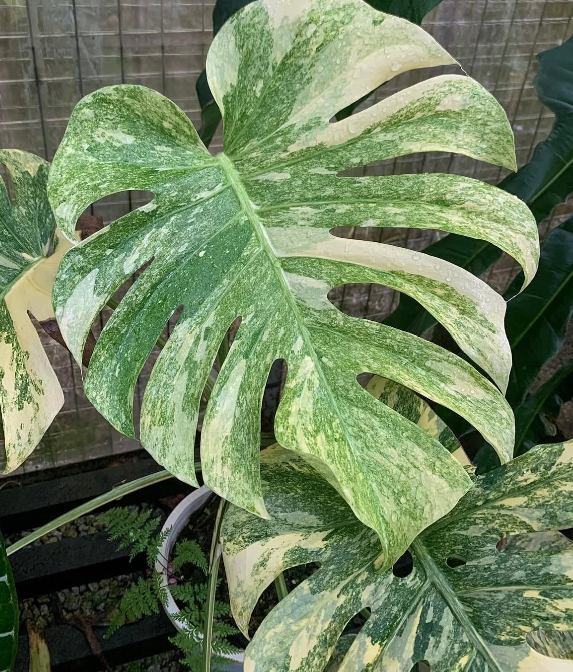 Monstera Green Snow “3