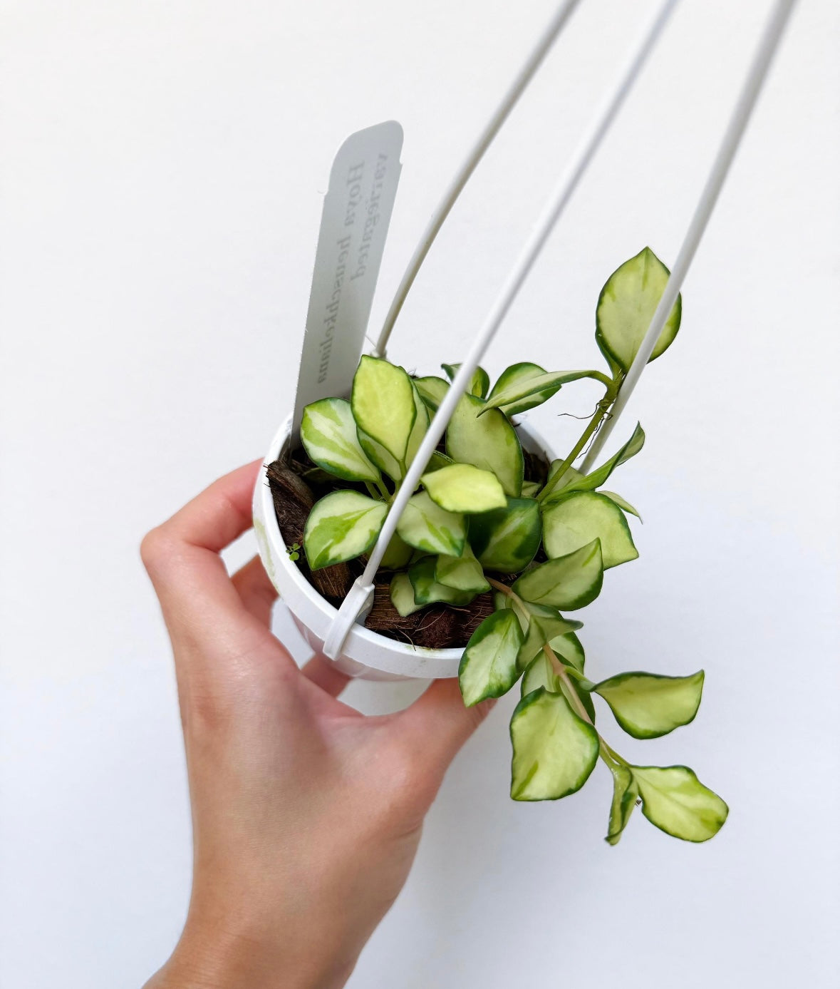 Hoya Heuschkeliana "3