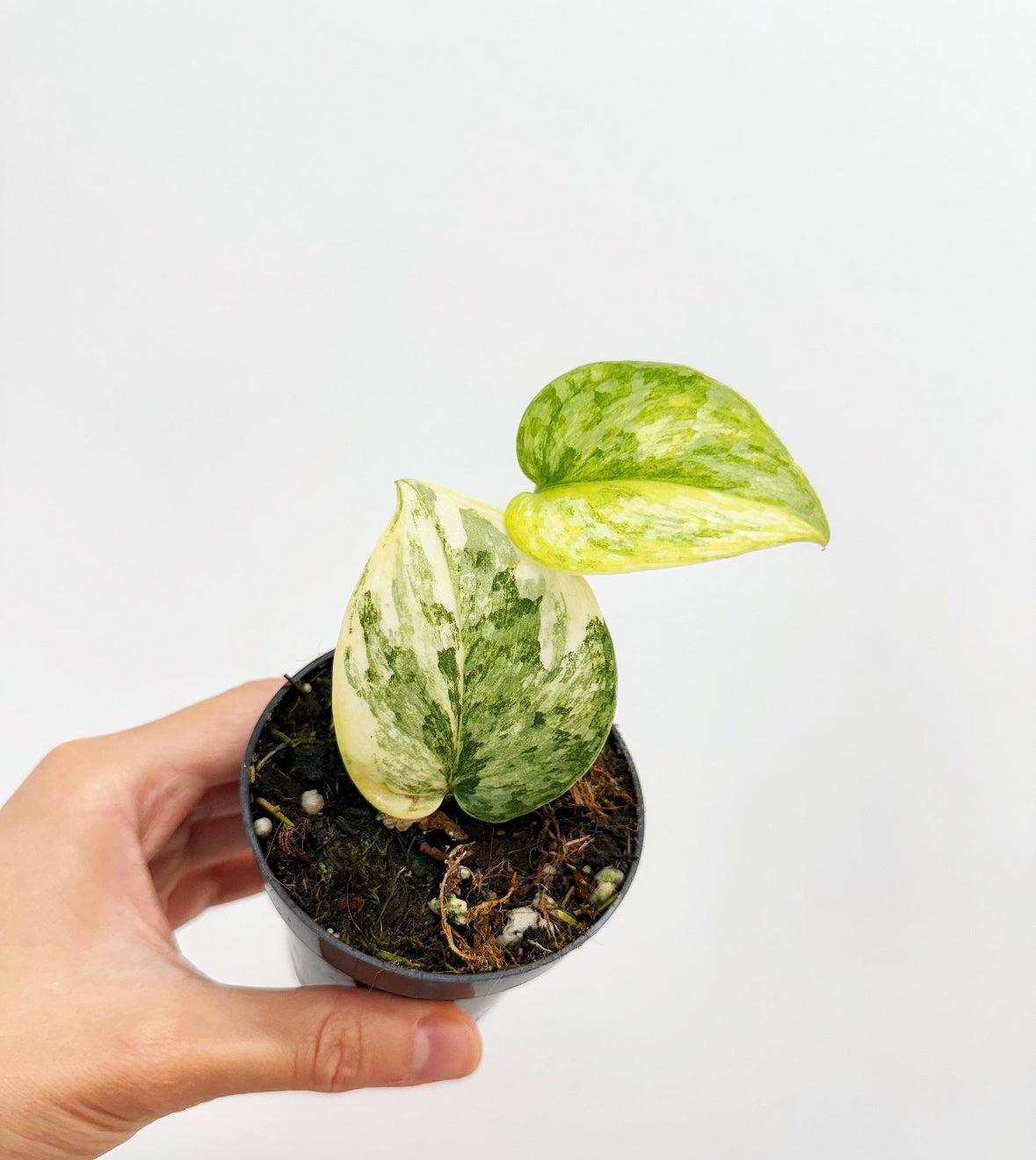 Scindapsus Geulis “3