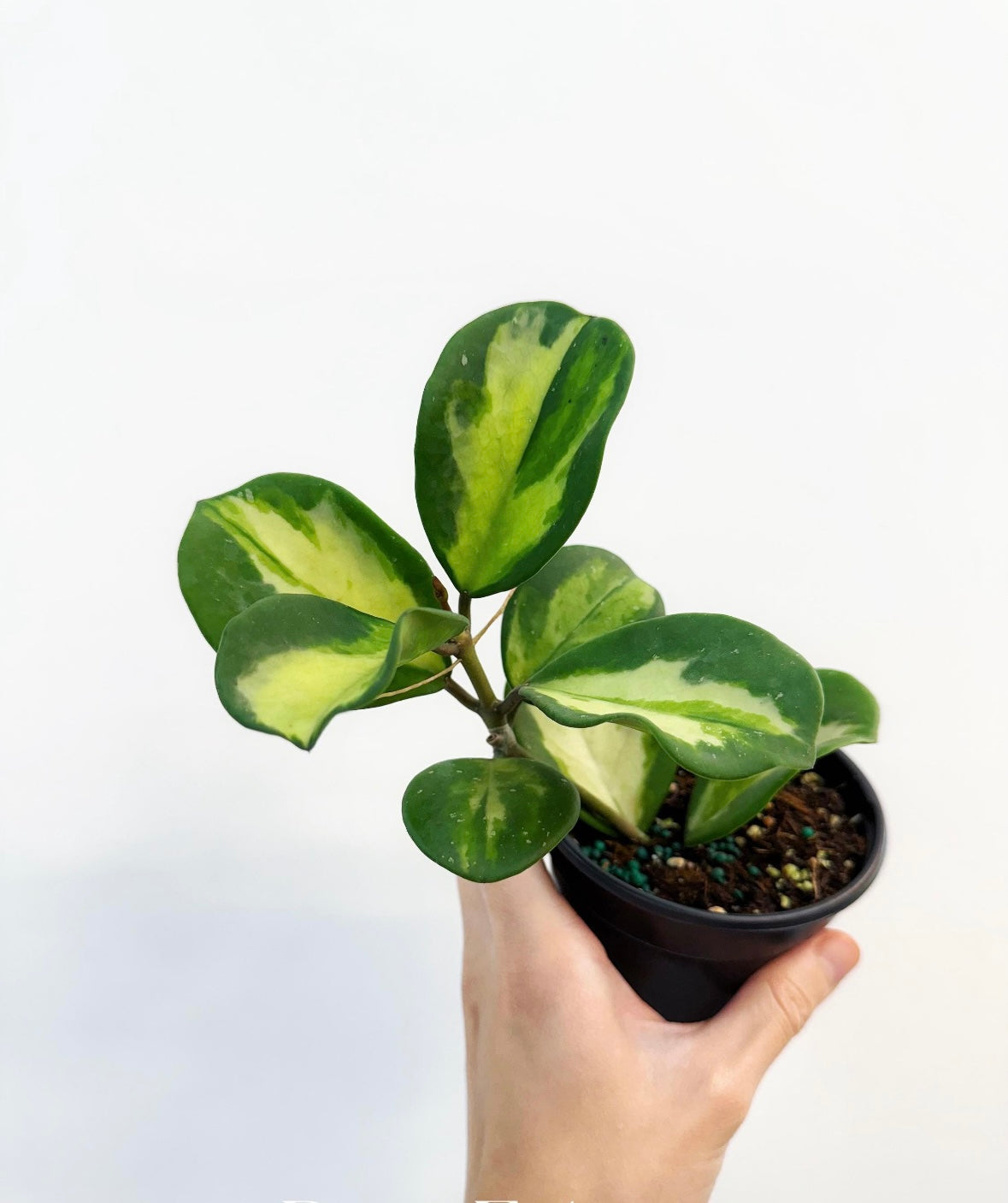 Hoya ovobata Variegado interior “4