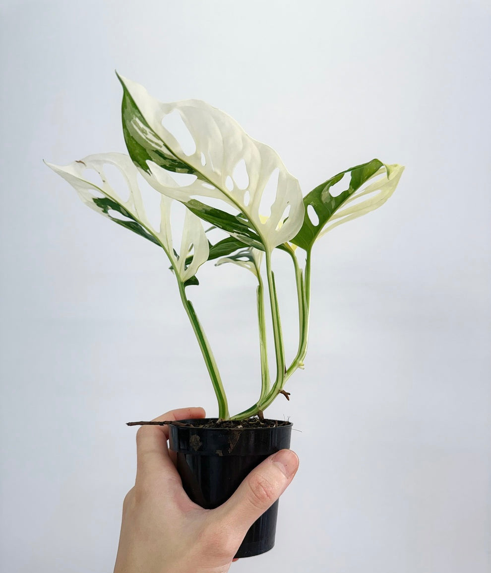 Monstera Adansonii Albo Variegada "4