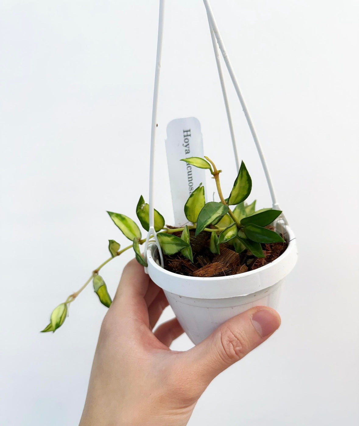 Hoya Lacunosa Variegada “4