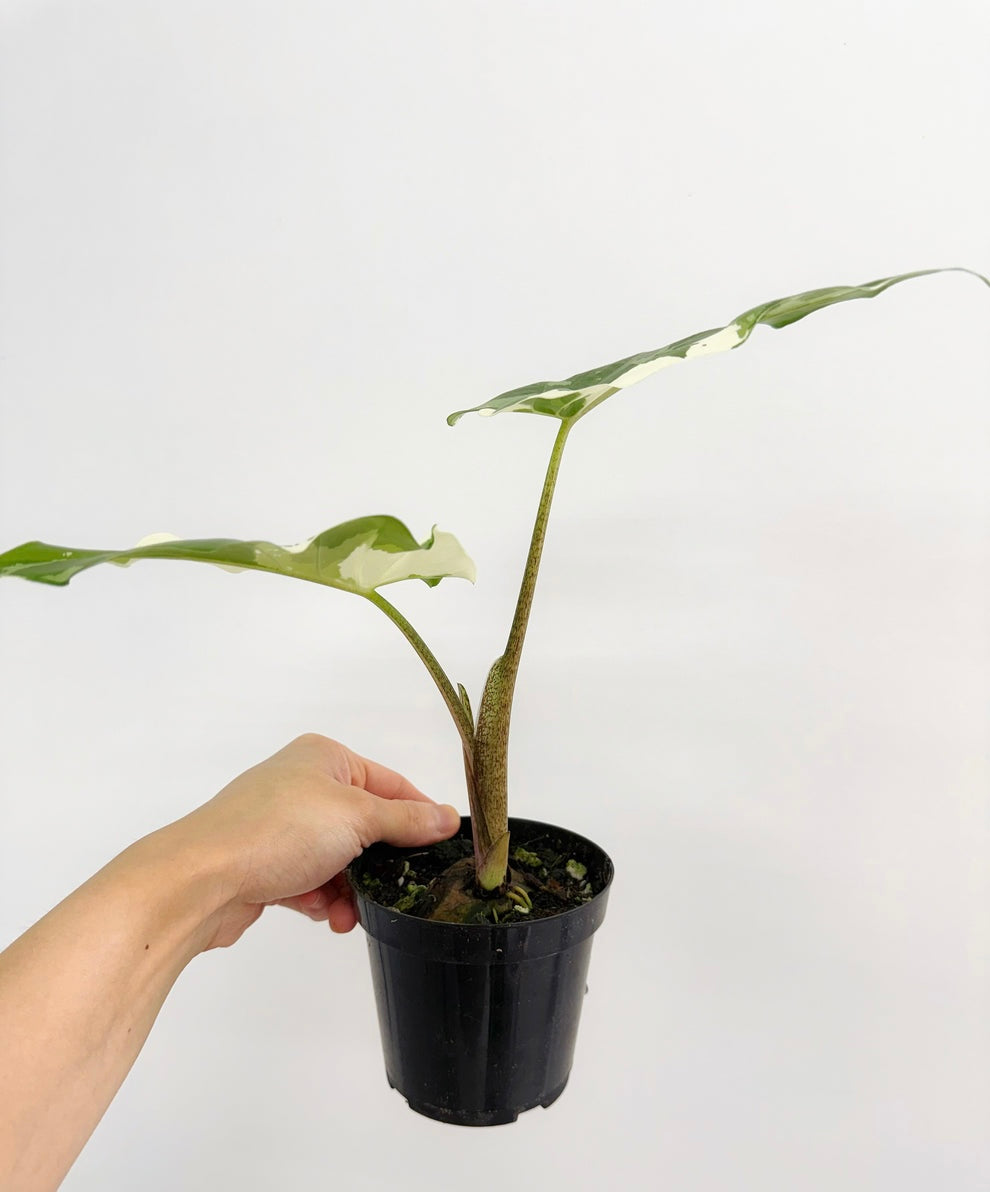 Alocasia Portora Albo Variegada “4