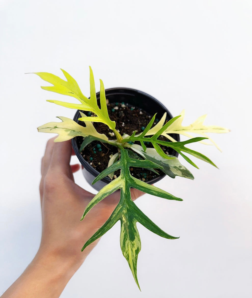 Philodendron Tortum Variegado “4