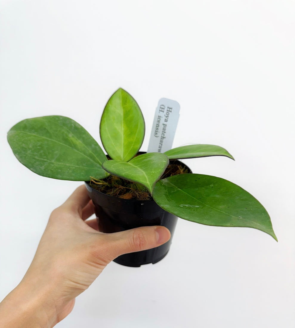 Hoya patcharawalai 023 “4