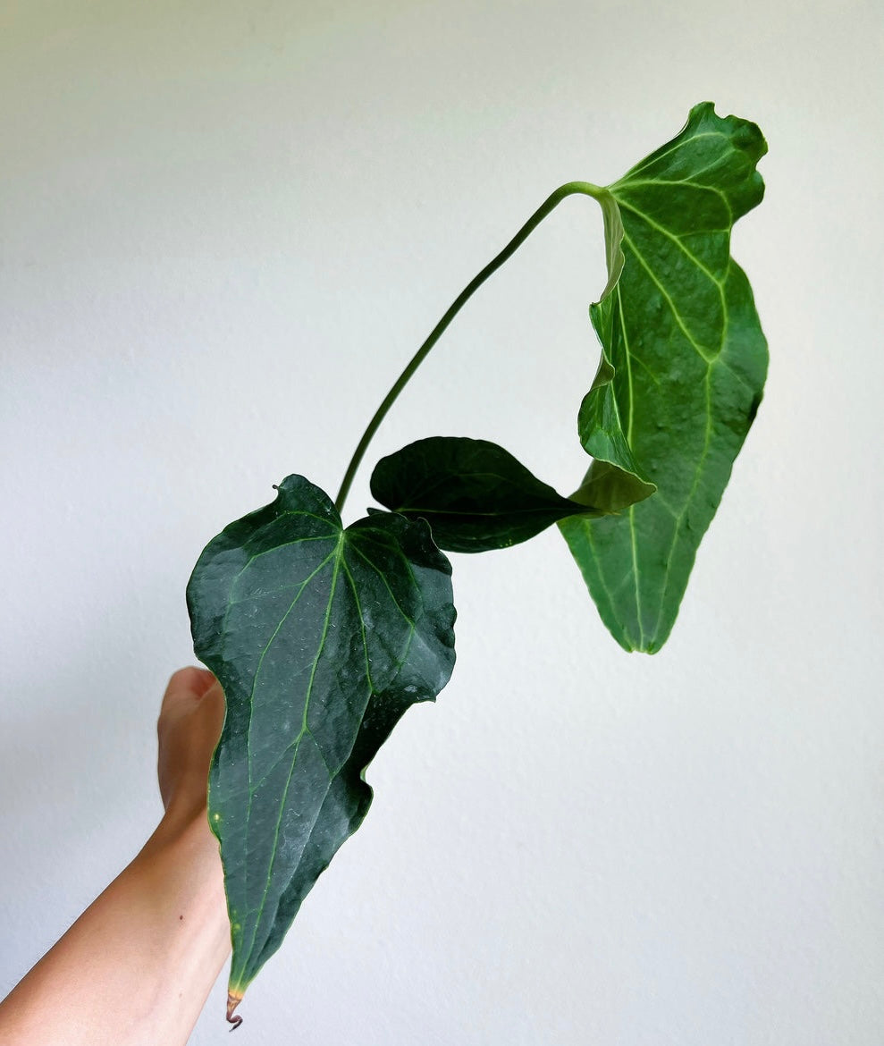 Anthurium Delta Force 4