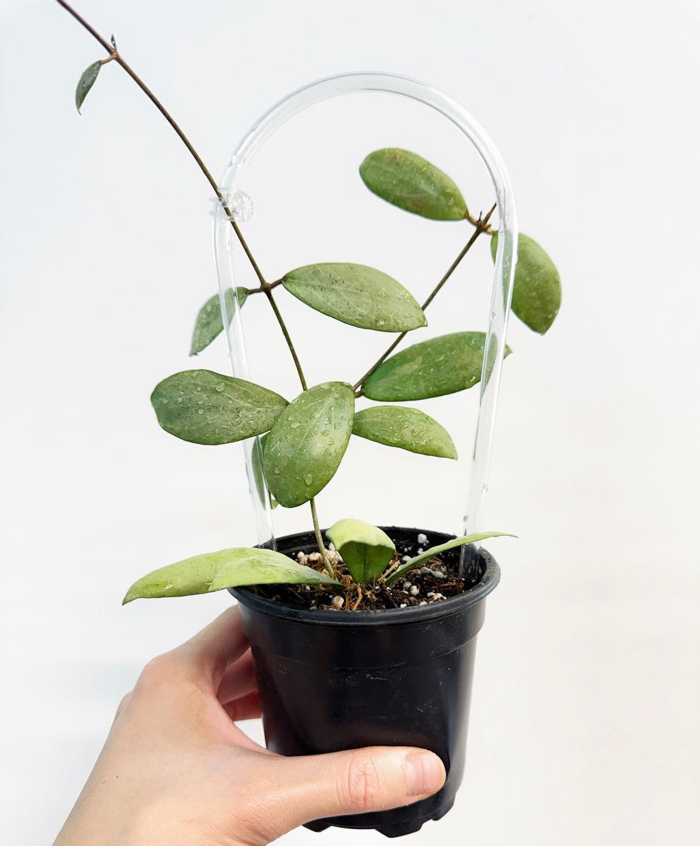 Hoya Erythrostemma Silver “4