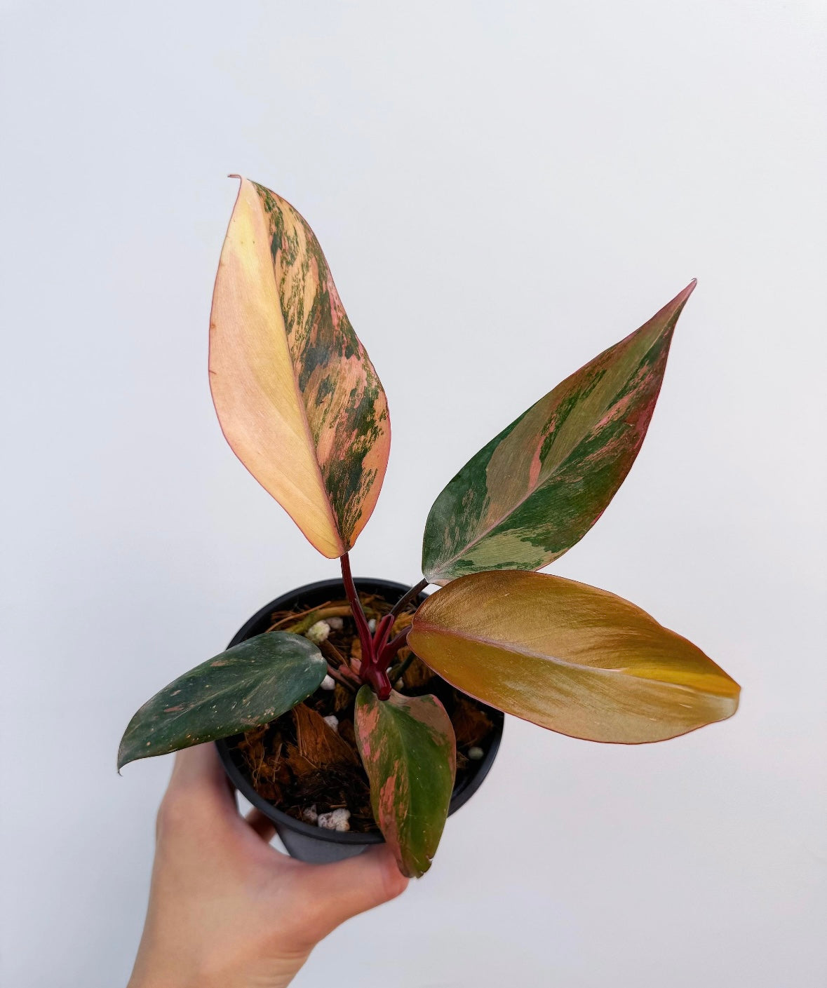 Philodendron Princess of Fire “4