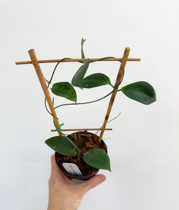 Hoya Paushirleyi “4