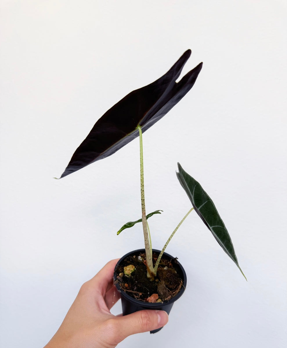 Alocasia Longiloba Purle “4