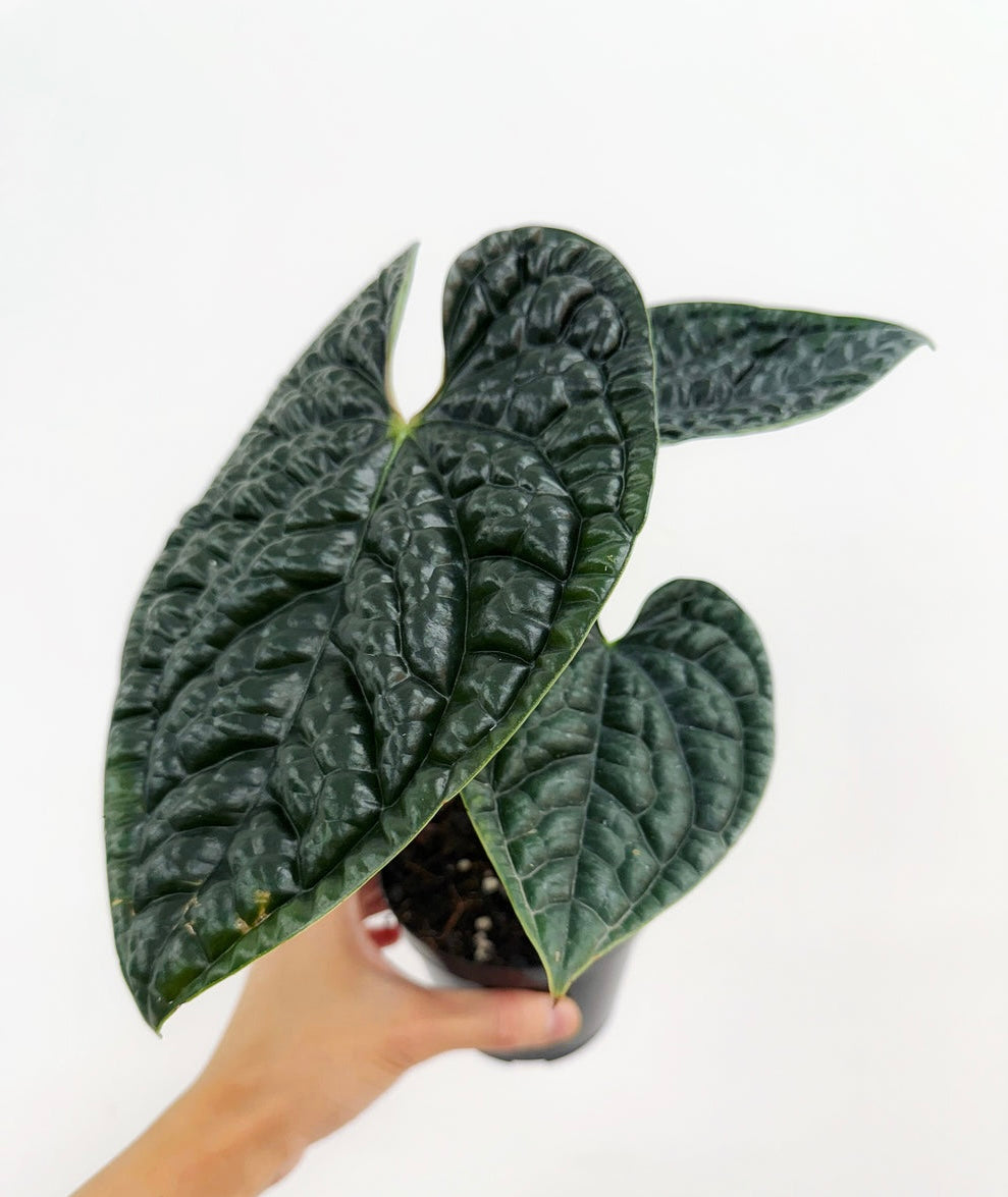 Anthurium Luxurians “4