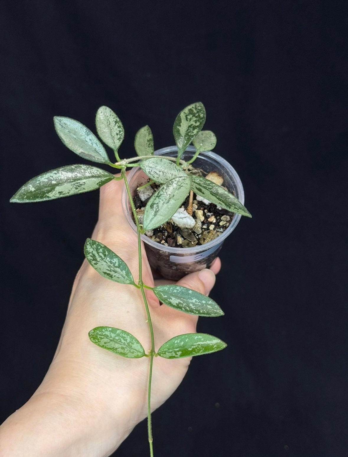 Hoya Lima Splash Long leaf “3