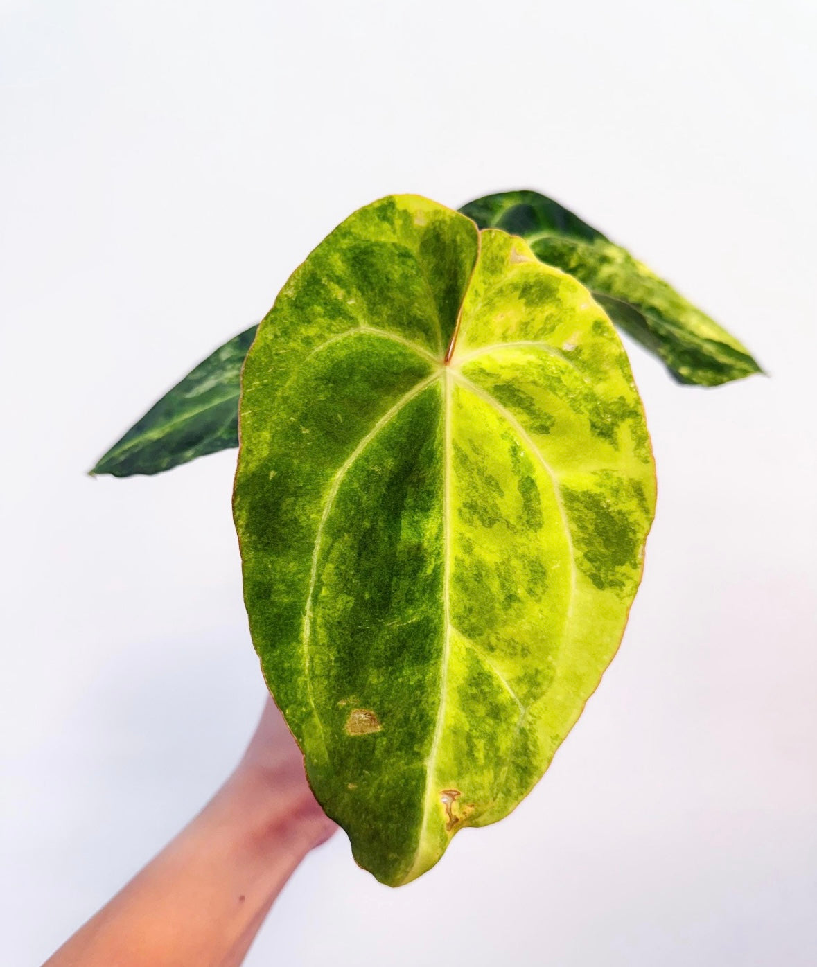 Anthurium Papillilaminum X magnificum Variegado “4