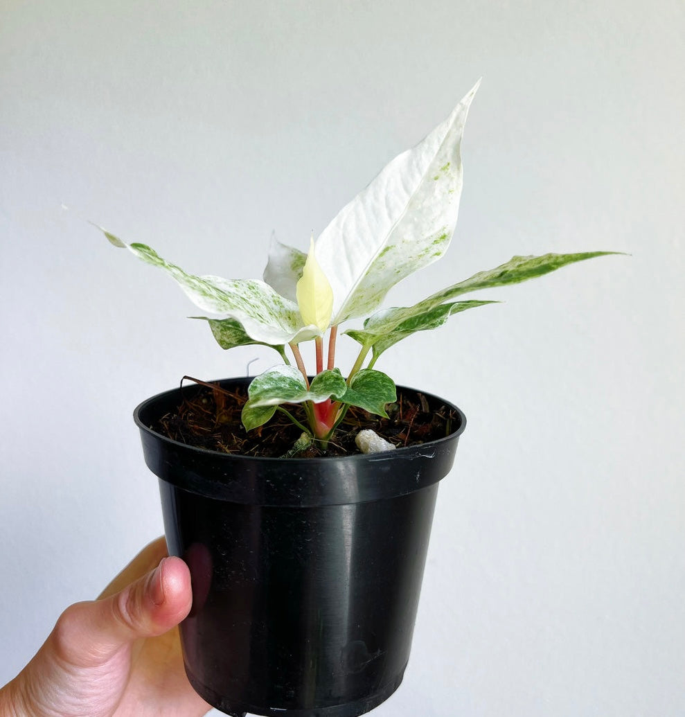 Anthurium Hookeri Variegado "4