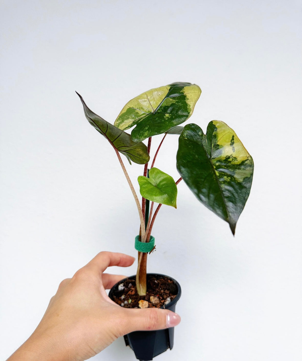 Alocasia Yucatan Princess Variegada “4