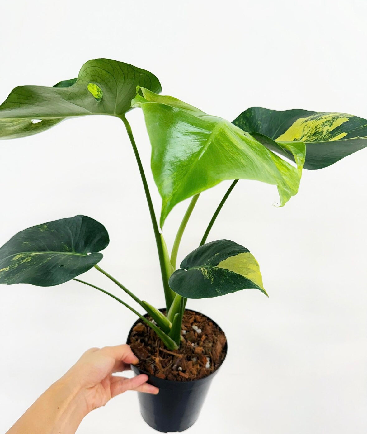 Monstera Yellow Marilyn “5