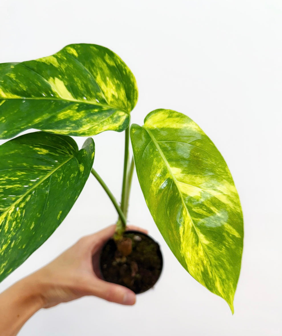 Epipremnum Pinnatum Áurea “4