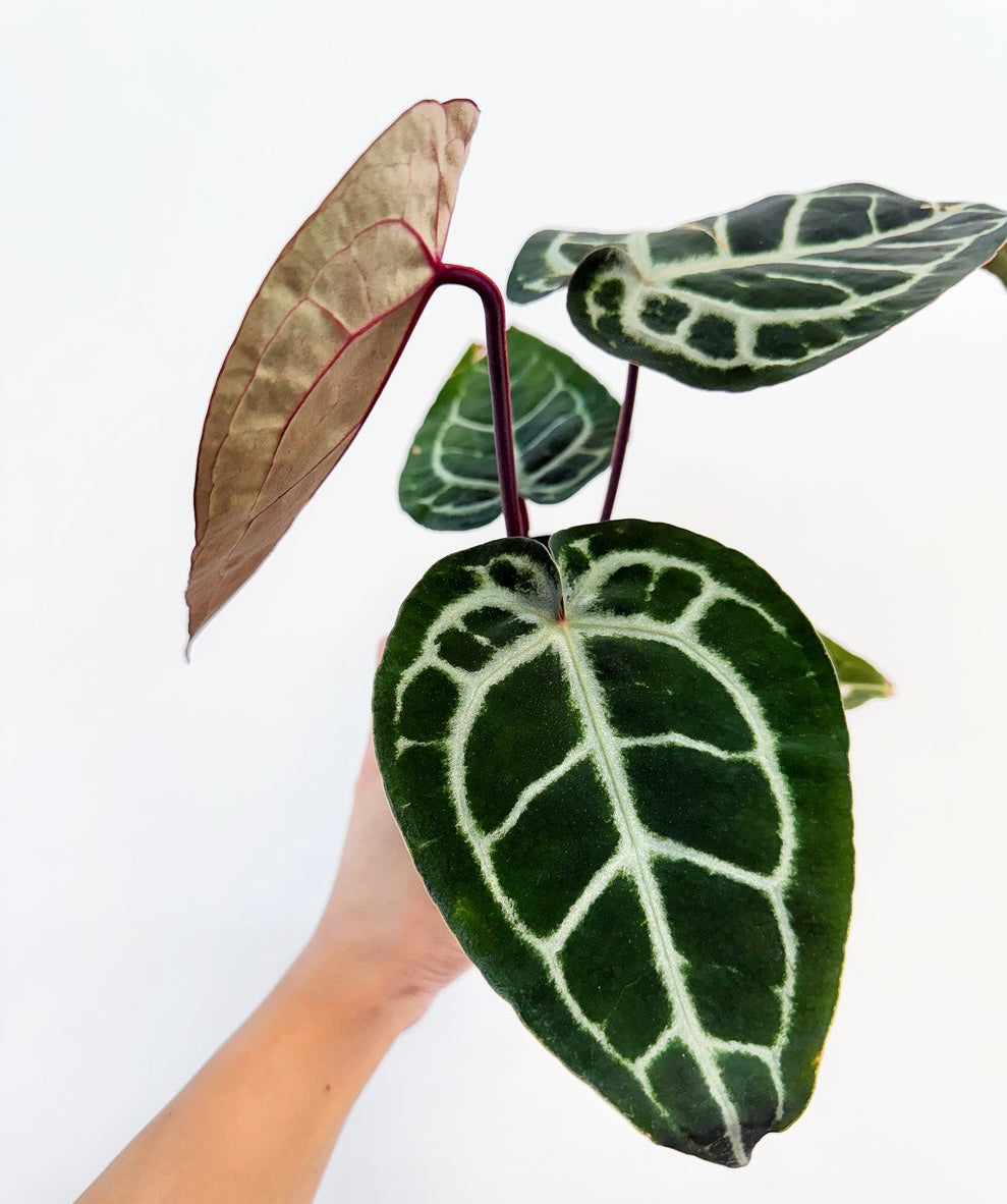 Anthurium Michelle x SKG Silver 4”