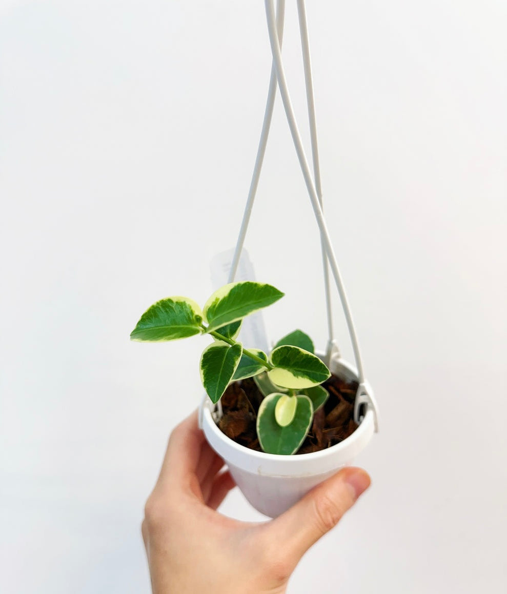 Hoya Cumingiana Albo “4