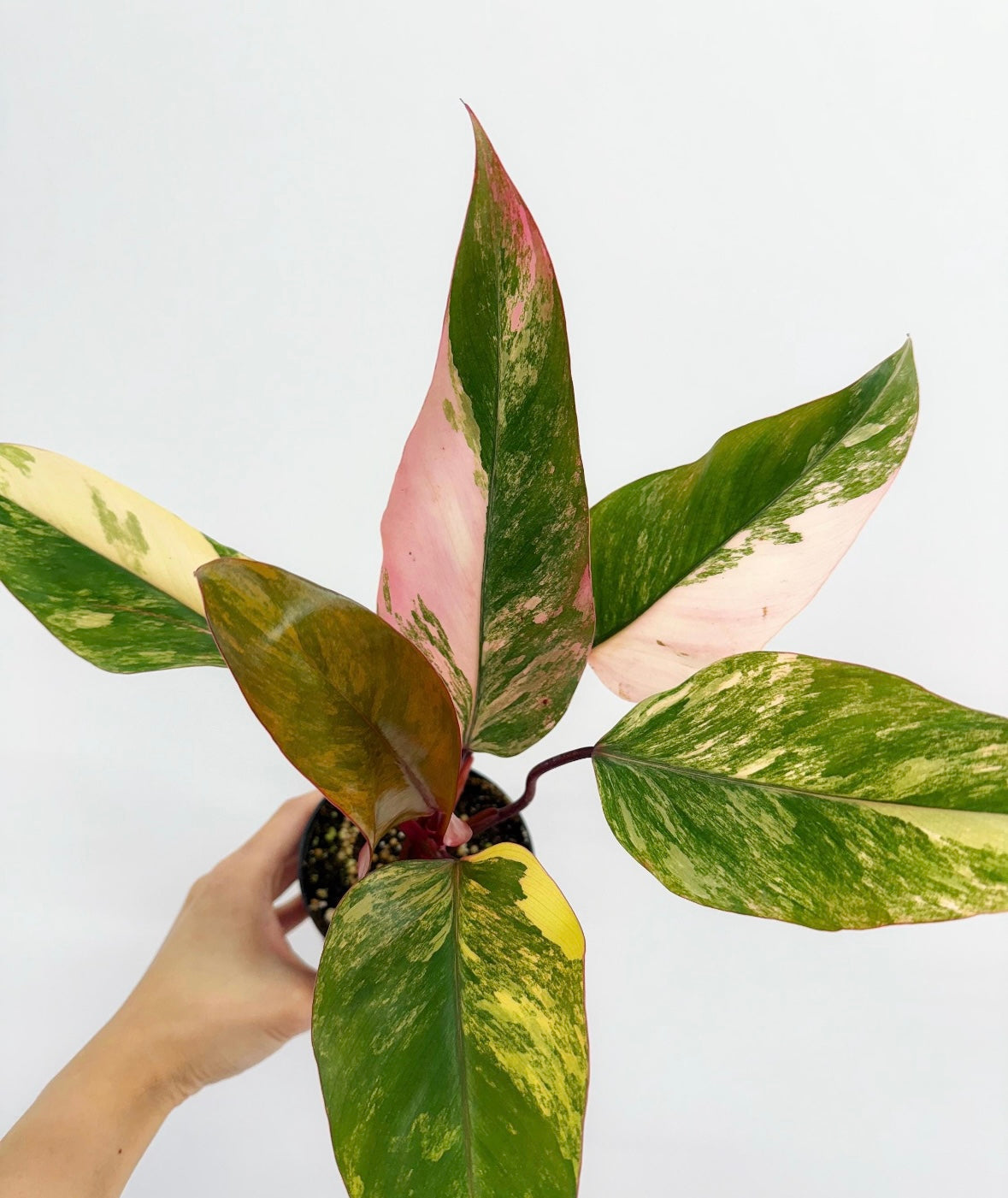 Philodendron Strawberry Shake "4