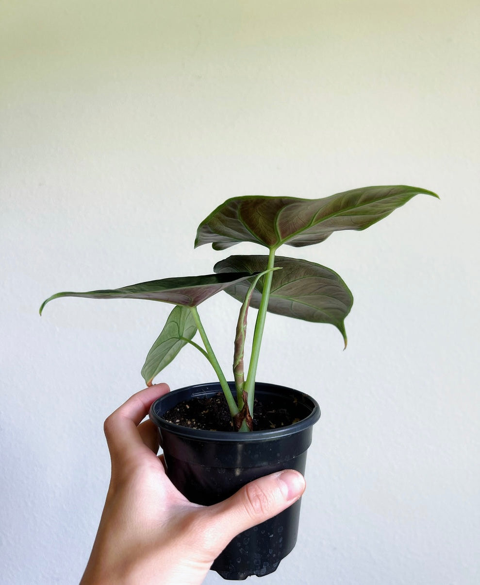 Alocasia Green Unicorn "4 (alzalani X Dragón Scale)